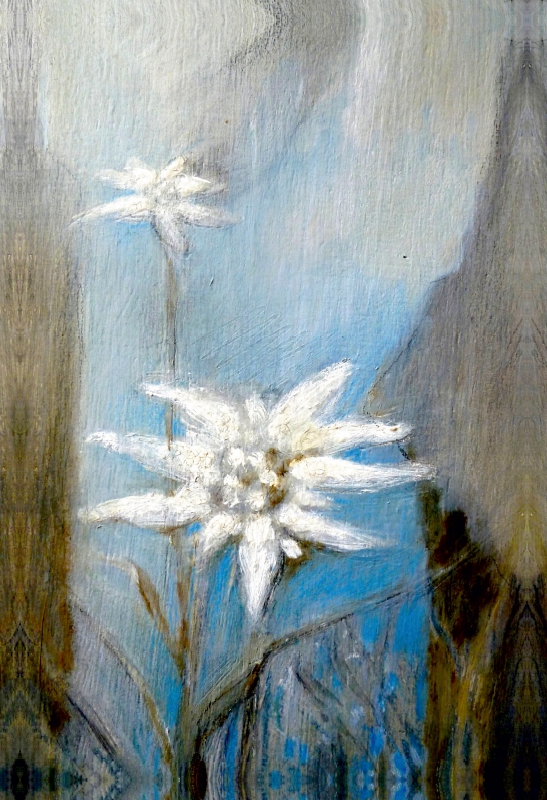 Edelweiss