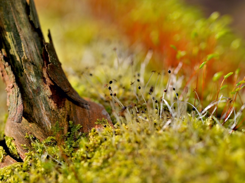 Ein Motiv aus dem Kalender Natur - im Detail