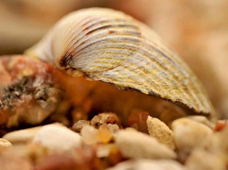 Ein Motiv aus dem Kalender Natur - im Detail