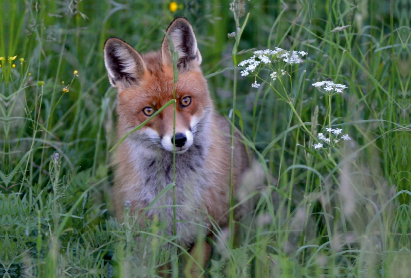 Ein Motiv aus dem Kalender Wildlife Impressionen