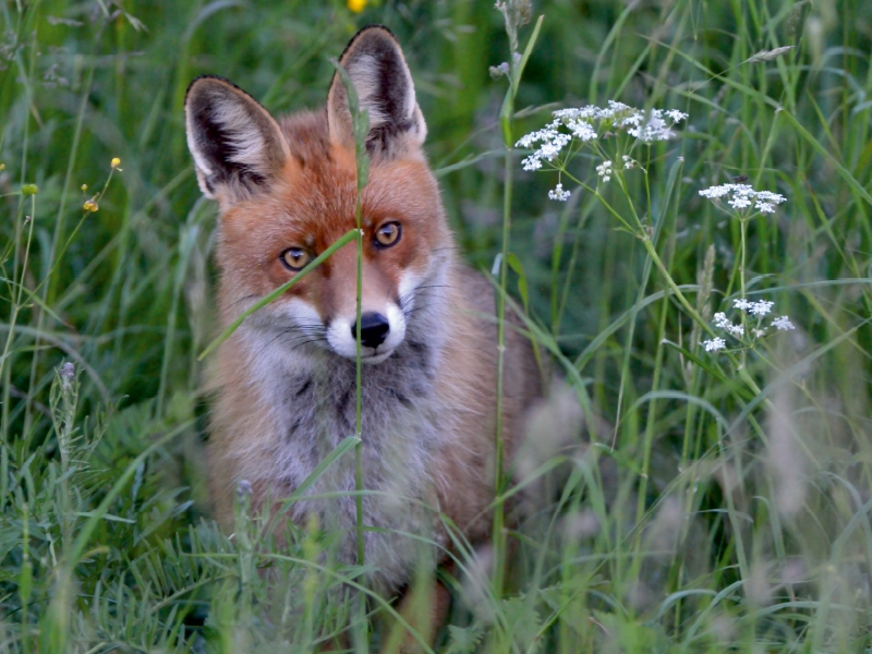 Ein Motiv aus dem Kalender Wildlife Impressionen