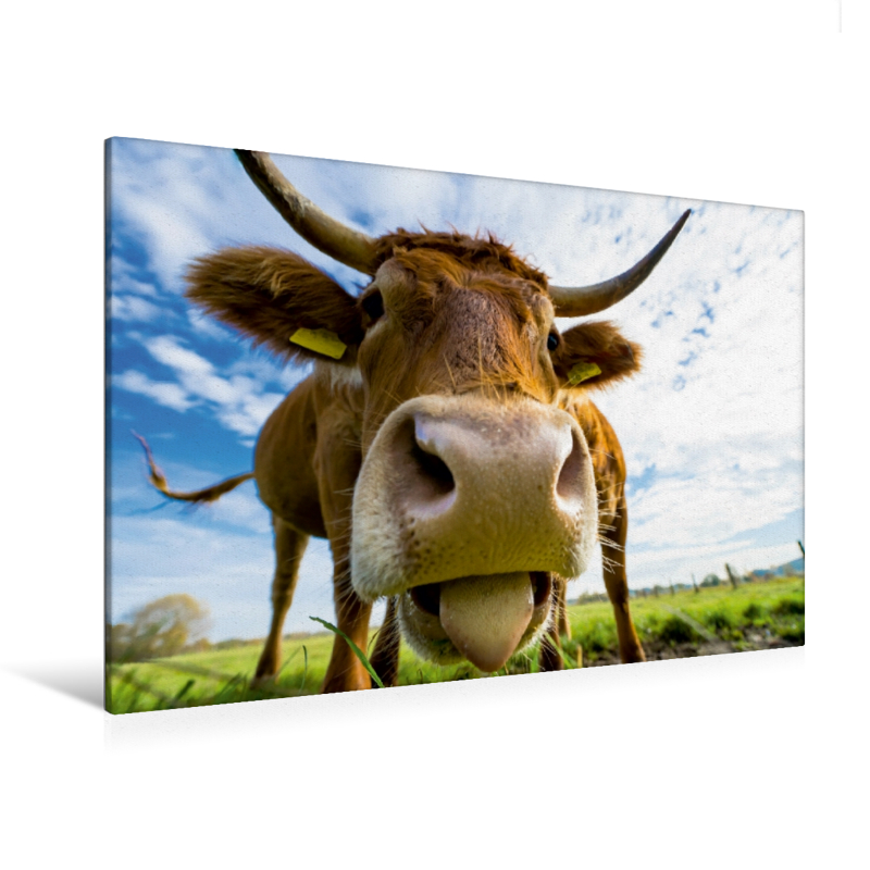 Poster Kuh mit Hörnern 