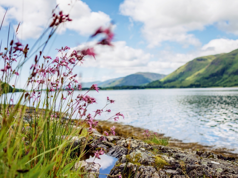 Wildblumen aus dem Norden Schottlands