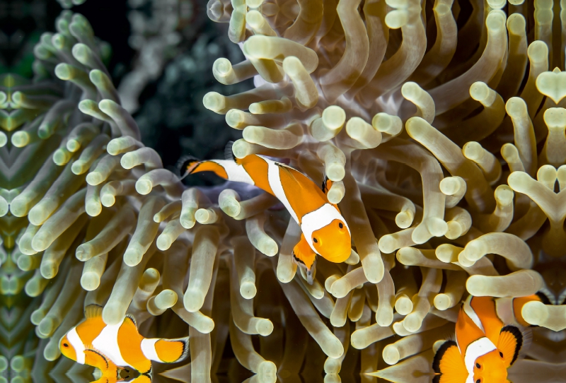 Falscher Clown - Anemonenfisch