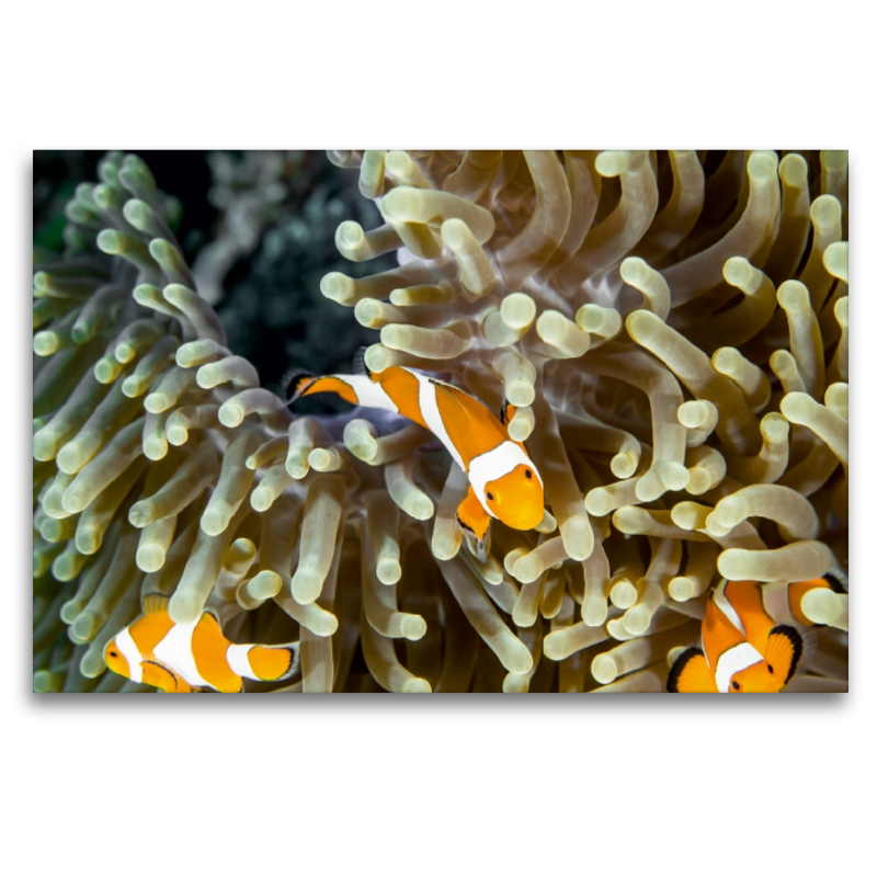 Falscher Clown - Anemonenfisch