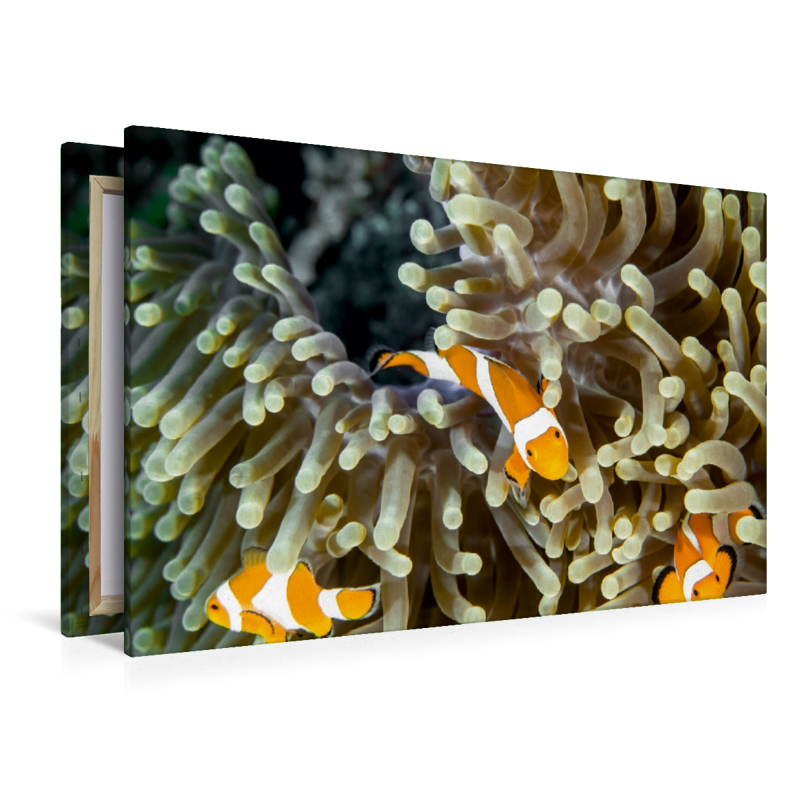 Falscher Clown - Anemonenfisch