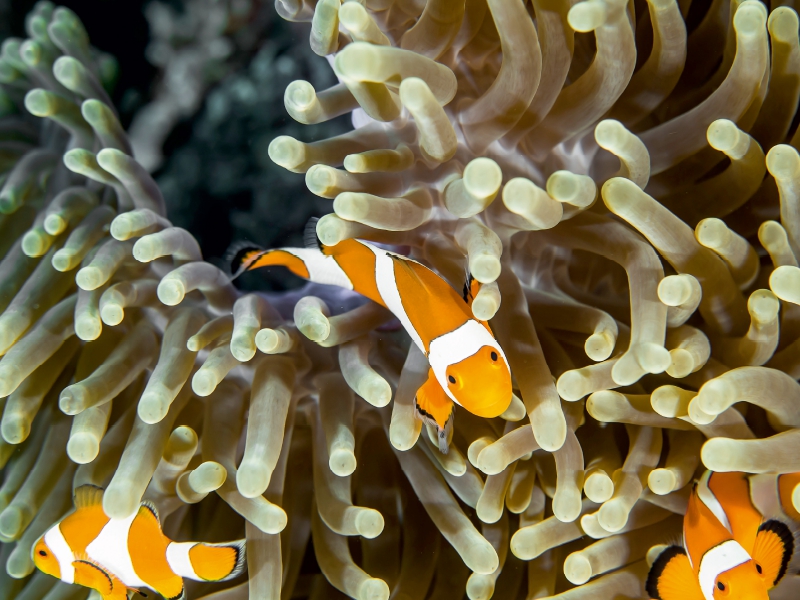 Falscher Clown - Anemonenfisch