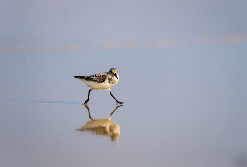 Strandläufer