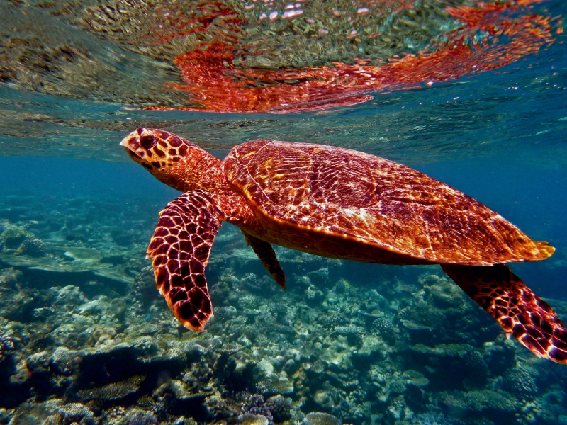 Schildkröte, Bathala, Malediven