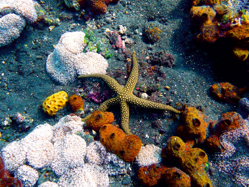 Galathea-Seestern, Drop Off, Tulamben,Bali, Indonesien