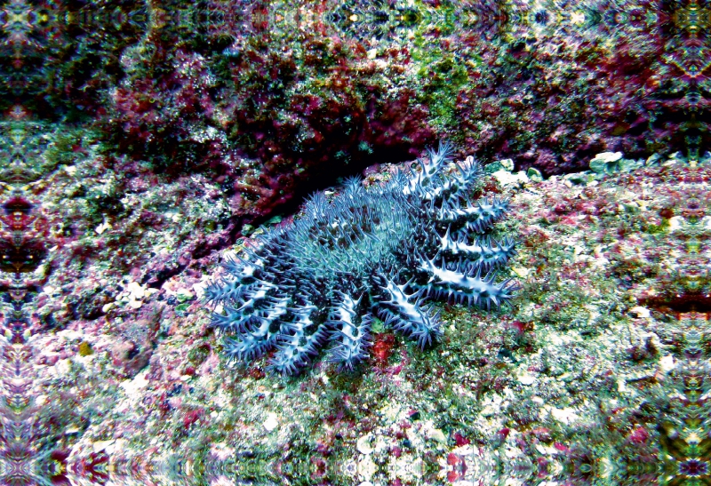 Dornenkrone, Alcyone, Cocos Island, Costa Rica