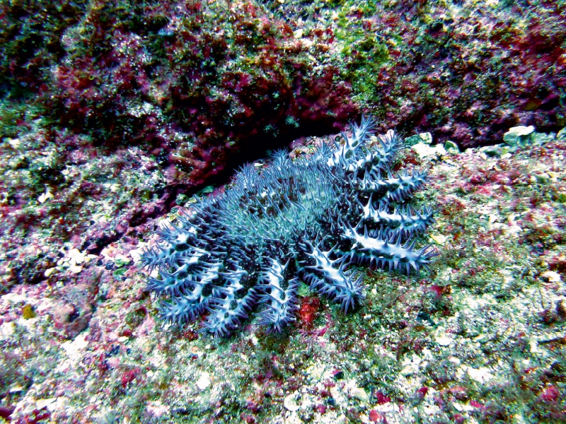 Dornenkrone, Alcyone, Cocos Island, Costa Rica