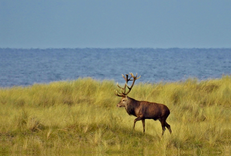 Hirsch in den Dünen der Ostsee Halbinsel Darss