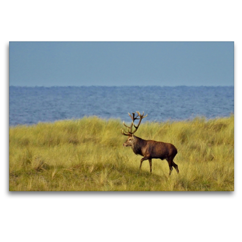 Hirsch in den Dünen der Ostsee Halbinsel Darss