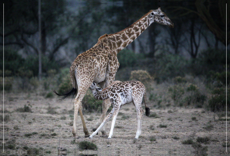 Giraffenmutter mit Kind