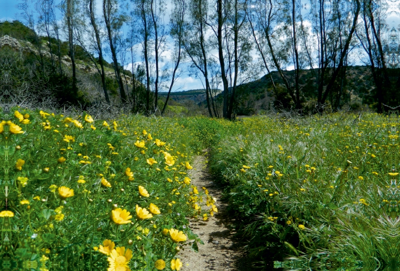 Frühling auf Zypern