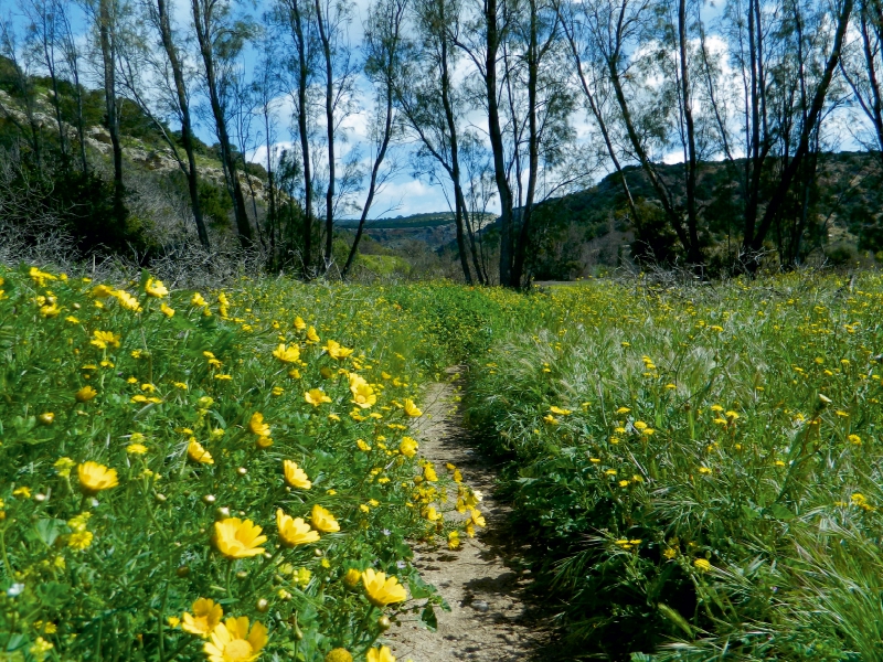 Frühling auf Zypern