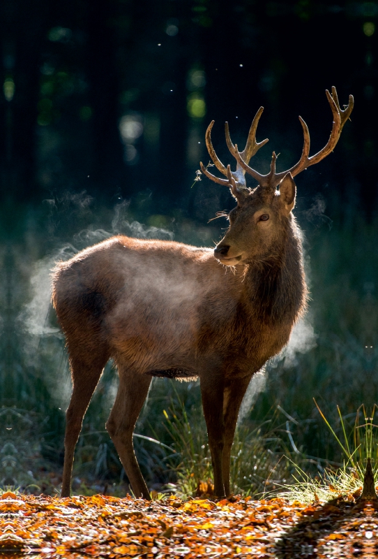 Der junge Hirsch schüttelt die Herbstfeuchte aus dem Fell.