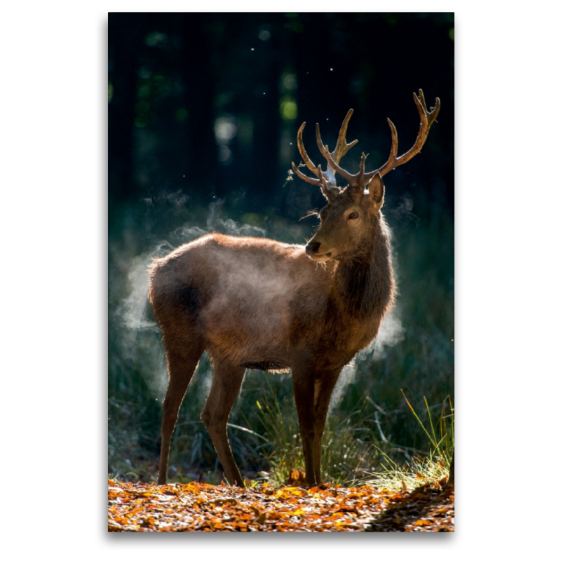 Der junge Hirsch schüttelt die Herbstfeuchte aus dem Fell.