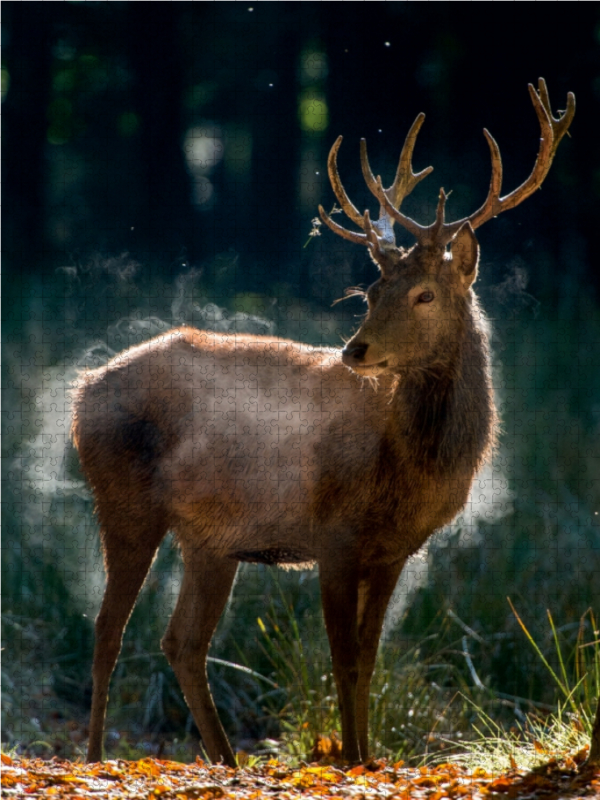 Der junge Hirsch schüttelt die Herbstfeuchte aus dem Fell.