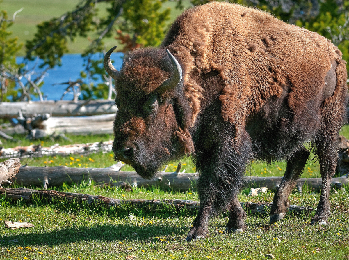 Bison im Yellowstone Nat'l Park