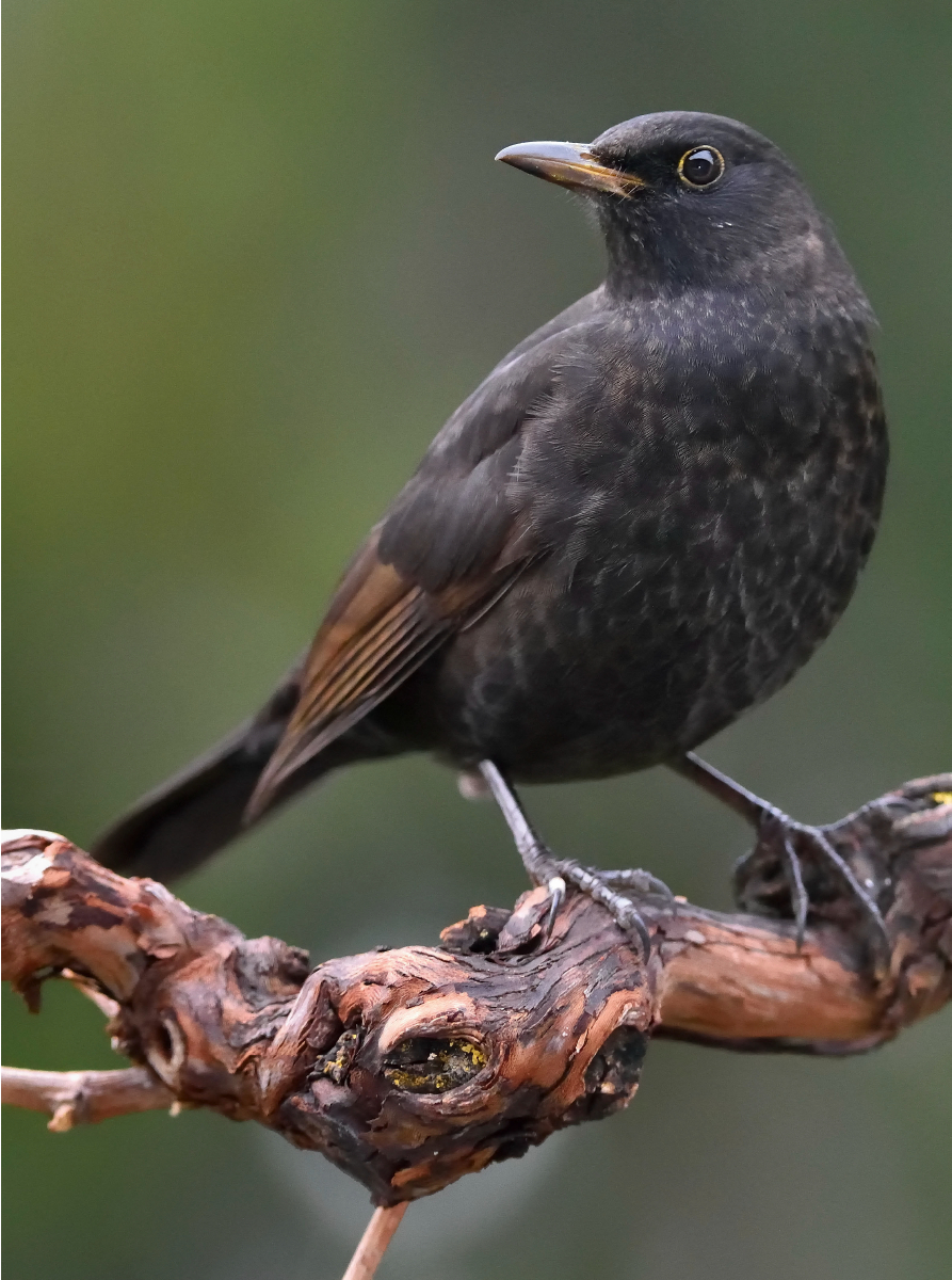 Amsel