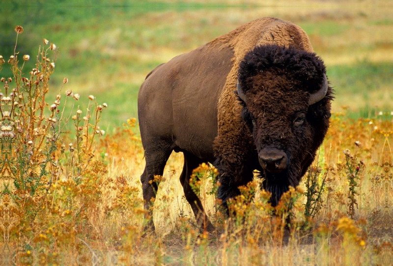 Ein Motiv aus dem Kalender Wisent & Bison