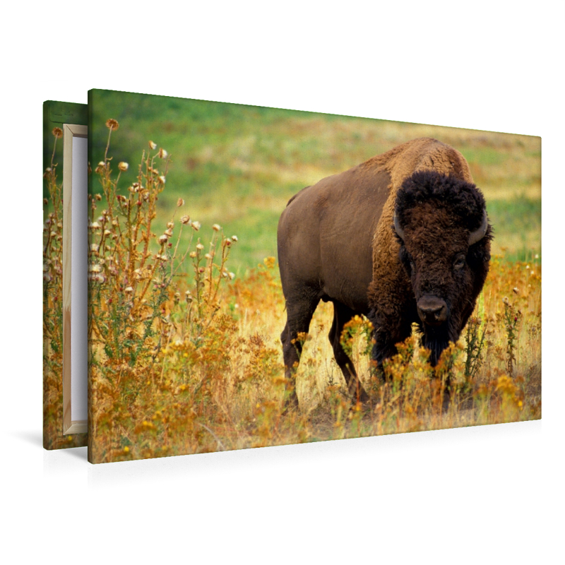 Ein Motiv aus dem Kalender Wisent & Bison