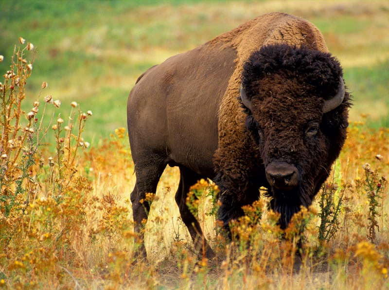 Ein Motiv aus dem Kalender Wisent & Bison