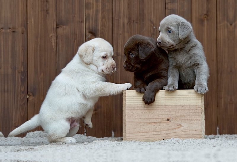 Labrador Welpen Trio