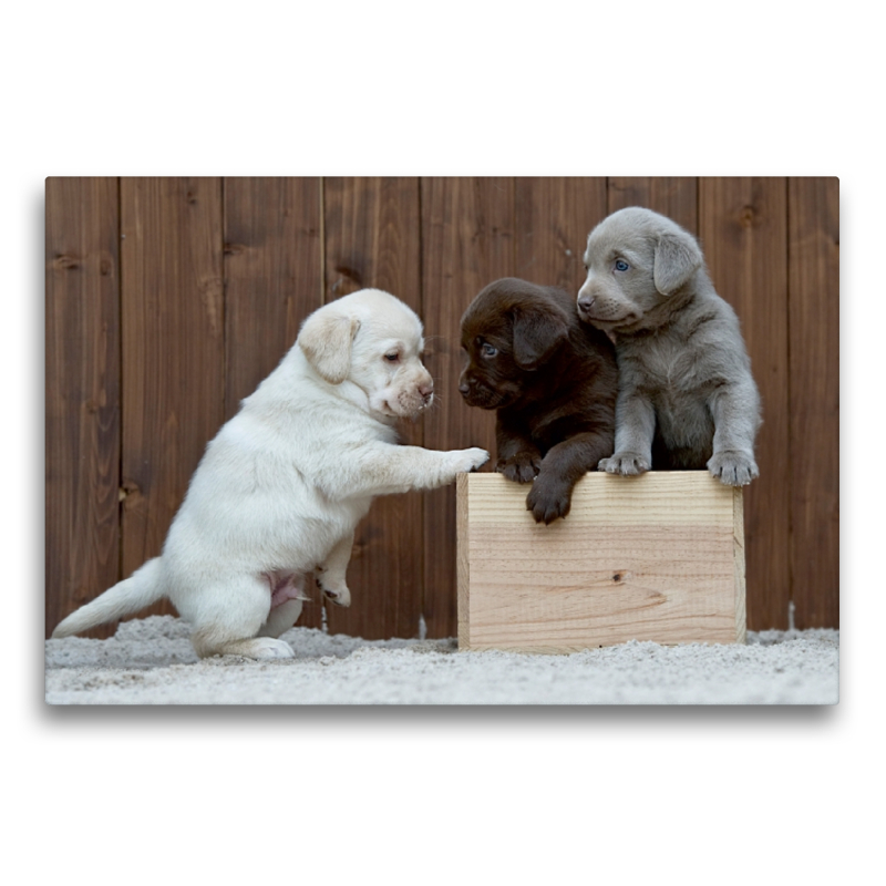 Labrador Welpen Trio