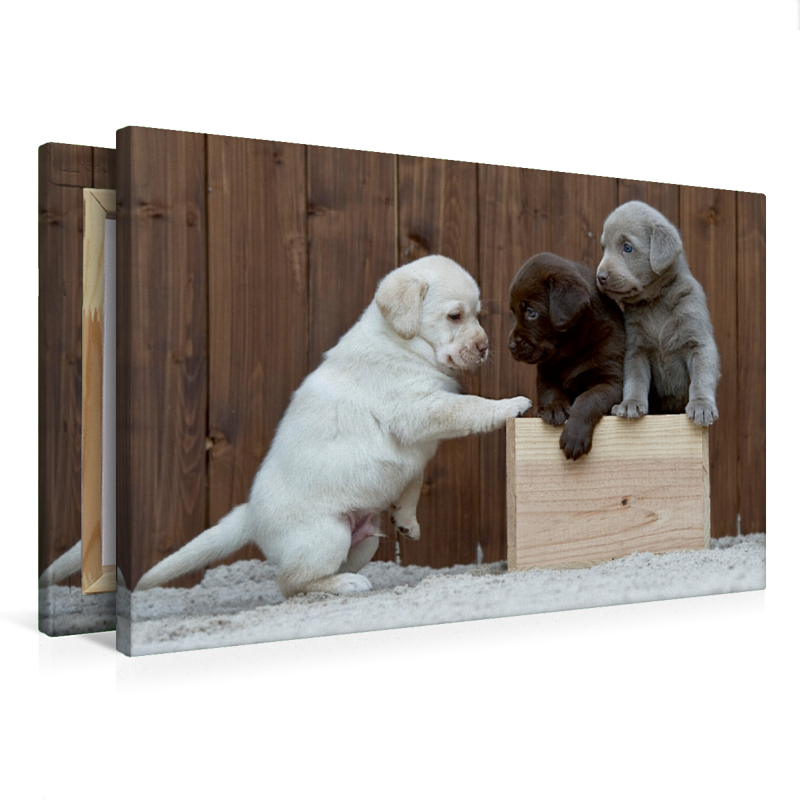 Labrador Welpen Trio