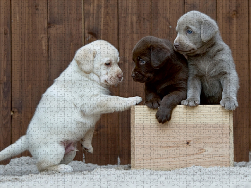 Labrador Welpen Trio