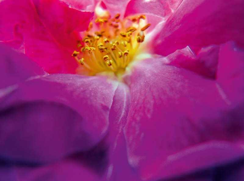 Ein Motiv aus dem Kalender FARBENHARMONIE Botanischer Garten Montreal