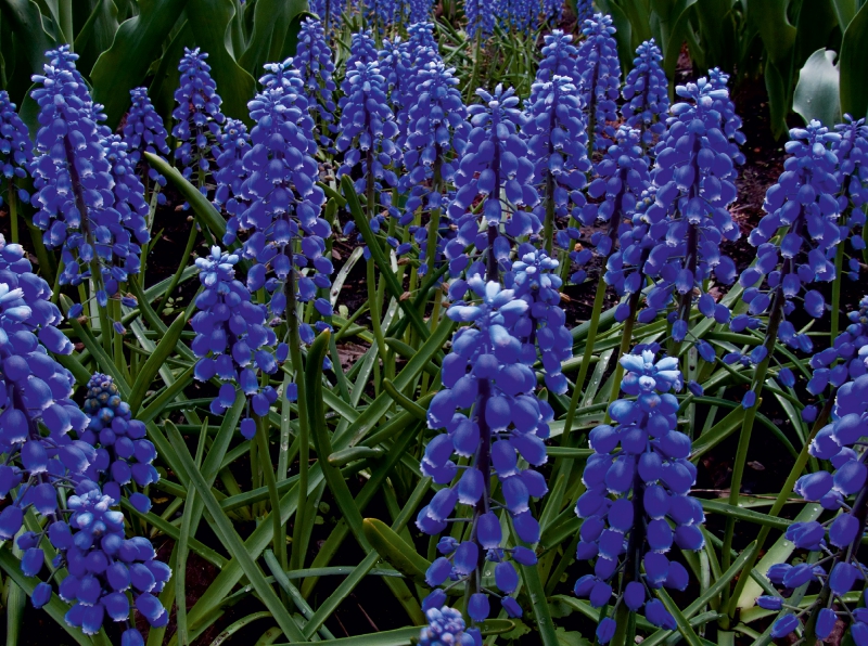 Traubenhyazinthen. Montreal, Botanischer Garten