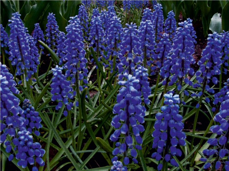 Traubenhyazinthen. Montreal, Botanischer Garten