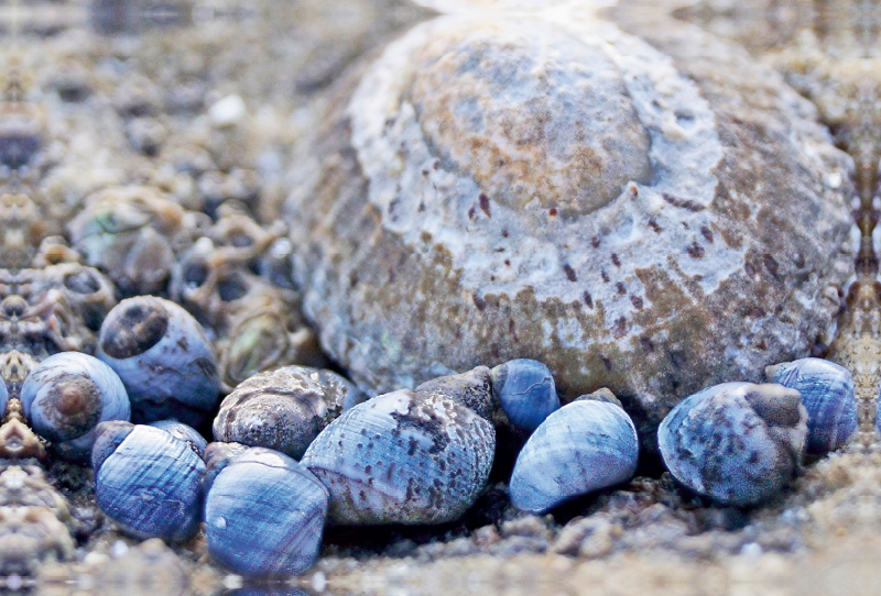 Muscheln im Sand