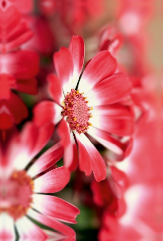 cineraria blüten