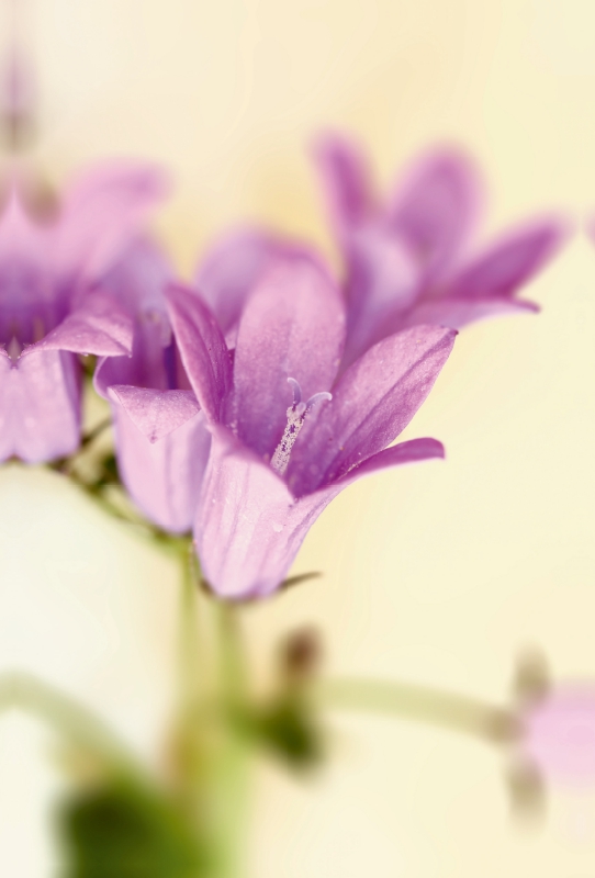 campanula blüten