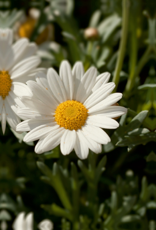 margeriten blüte