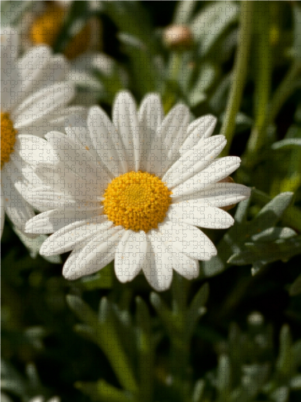 margeriten blüte