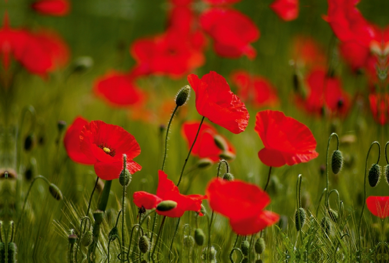 Mohnblumen im Feld