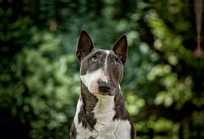 Ein Motiv aus dem Kalender Bullterrier