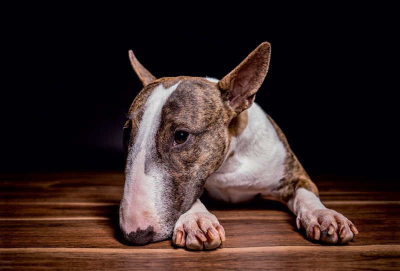 Ein Motiv aus dem Kalender Bullterrier