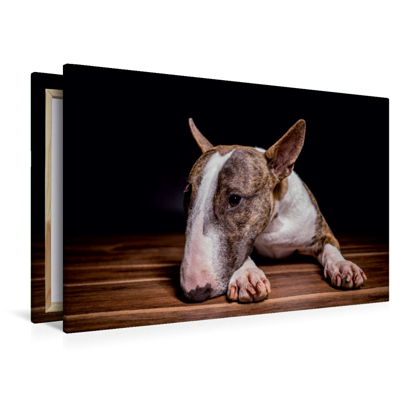 Ein Motiv aus dem Kalender Bullterrier