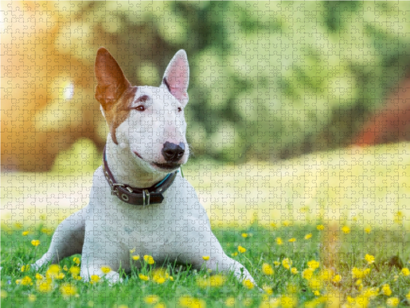 Ein Motiv aus dem Kalender Bullterrier