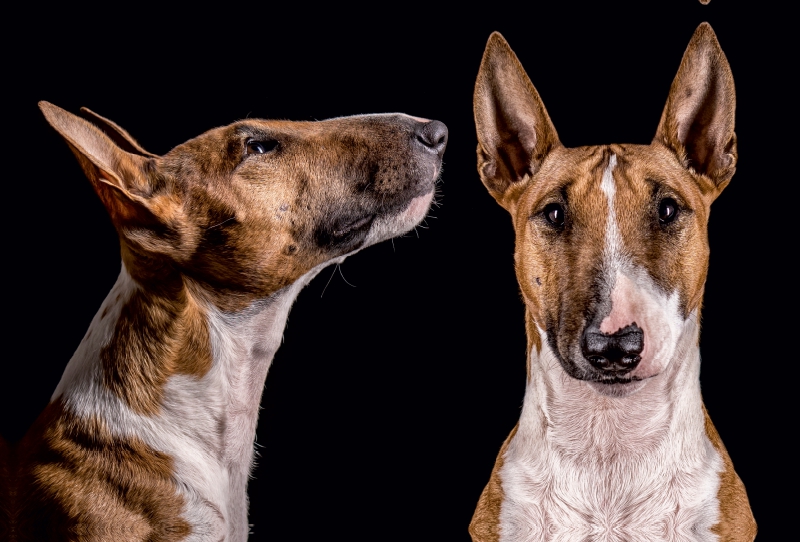 Ein Motiv aus dem Kalender Bullterrier