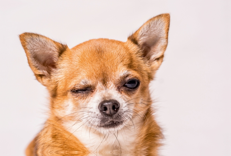 Ein Motiv aus dem Kalender Chihuahua - Die Welt der Kleinen