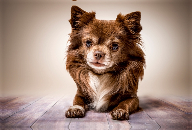 Ein Motiv aus dem Kalender Chihuahua - Die Welt der Kleinen