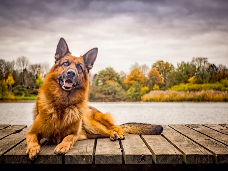 Deutscher Schäferhund